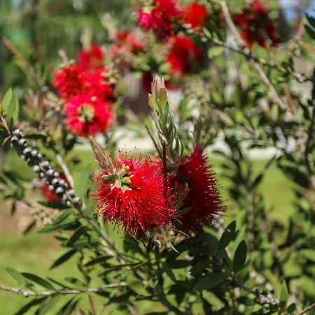 公寓 Stinjan Elda 普拉