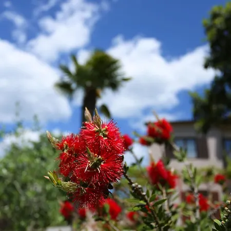 Stinjan Elda * بولا