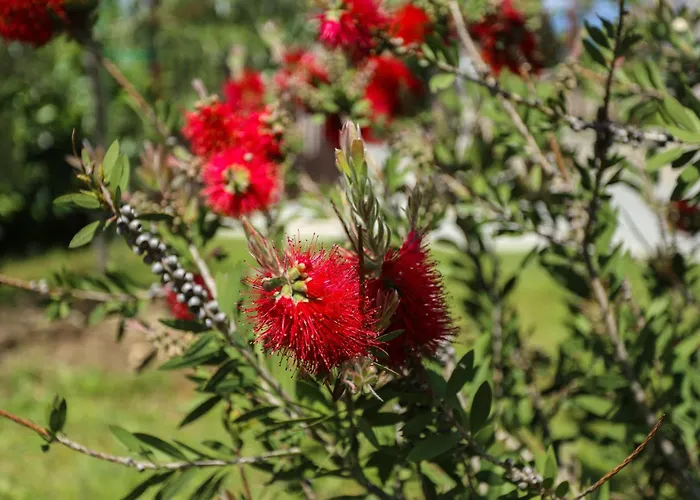 Apartment Stinjan Elda Pula