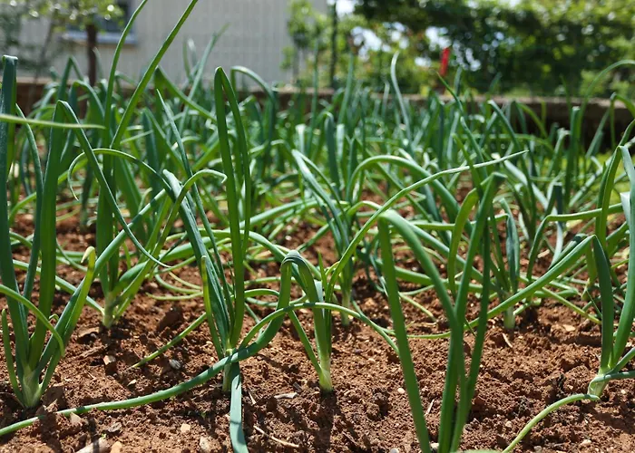 Apartment Stinjan Elda